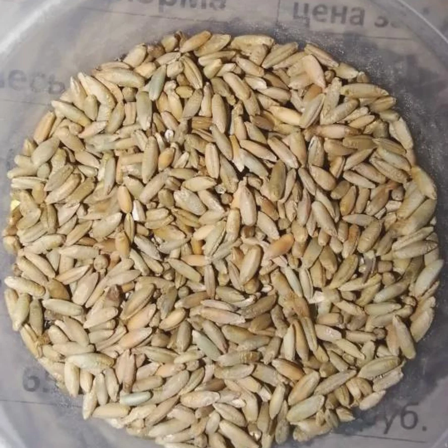 Рожь